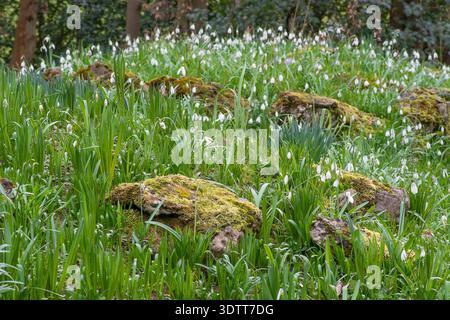Gocce di neve in un rockery a Myddleton House Gardens, Enfield, Londra Foto Stock
