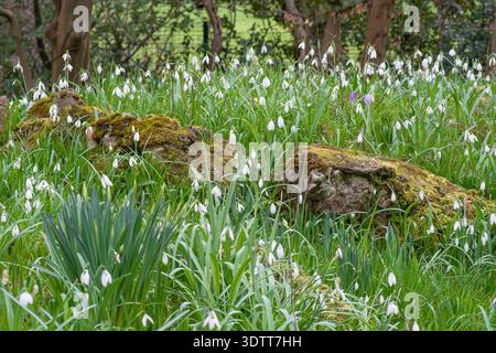 Gocce di neve in un rockery a Myddleton House Gardens, Enfield, Londra Foto Stock