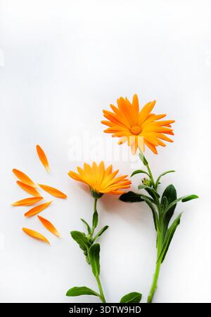 Splendidi fiori arancioni di Calendula (Calendula officinalis) isolati su sfondo bianco. Wall art, poster, Stampa, tela, arredamento per la casa. Foto Stock
