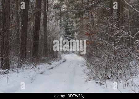 Un'alta pineta in un giorno d'inverno. Una strada forestale non asfaltata corre tra gli alberi. Foto Stock