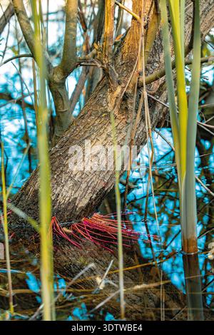 Vista dettagliata della corteccia ruvida degli alberi intrecciata con vivaci fibre rosse e canne alte che emergono dalla scintillante superficie blu dell'acqua Foto Stock