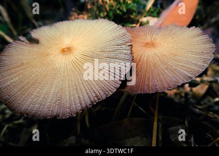 Primo piano di delicati funghi selvatici che crescono sul Forest Floor Foto Stock