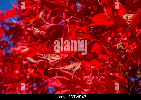 Texture di foglie d'acero giapponese rosso in autunno, vista dettagliata del fogliame Acer palmatum con un vivace colore rosso stagionale. Foto Stock