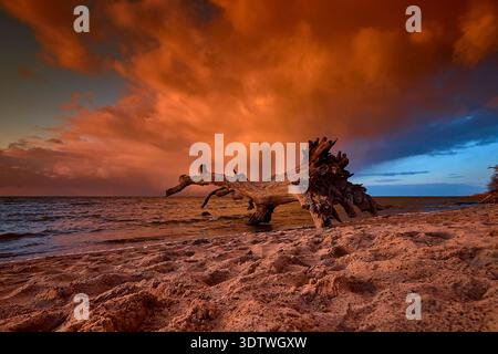 Una spettacolare fotografia grandangolare cattura un grande pezzo di legno di mare intemprato che riposa su una spiaggia sabbiosa in quello che sembra essere il tramonto o l'alba. Il Foto Stock