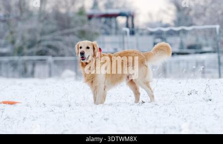 Carino Golden Retriever Dog che gioca con giocattolo e corre su Una neve in Winer Foto Stock