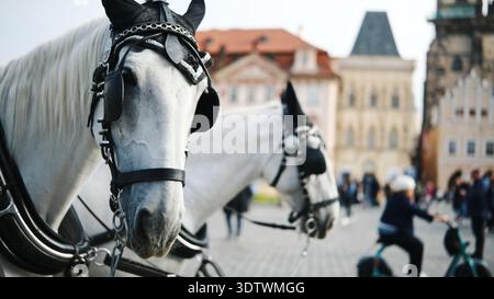 Bella coppia di cavalli pronti per Un giro turistico su Una piazza di Praga Foto Stock