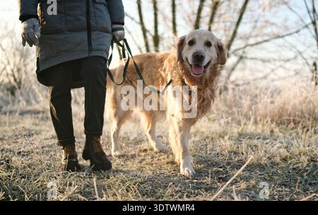 La ragazza cammina con l'adorabile Golden Retriever in Una mattinata ghiacciata mentre il proprietario guida il cane al guinzaglio Foto Stock