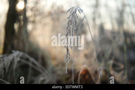 Erba ghiacciata mattutina in inverno ghiaccio su Un prato Foto Stock