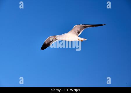 Uno scatto ad angolo basso e a livello degli occhi cattura un gabbiano che vola graziosamente attraverso un vasto cielo blu senza nuvole e profondo. Il corpo bianco dell'uccello e le punte delle ali scure Foto Stock