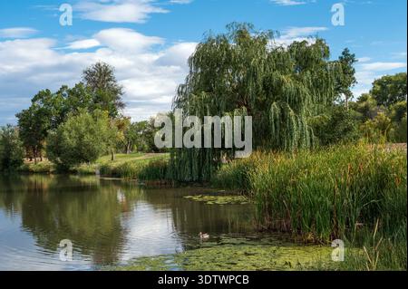 Uno splendido albero di Willow che cresce lungo le rive di un lago a Garland Park, a Denver, Colorado. Foto Stock