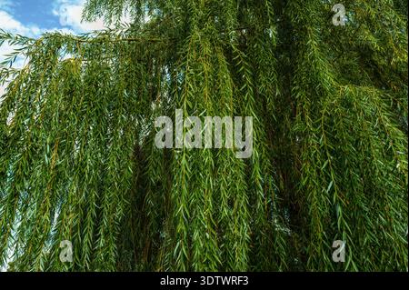 Guardando in alto i lunghi rami di un albero di salice piangente pieni di fogliame. Vista ravvicinata. Foto Stock