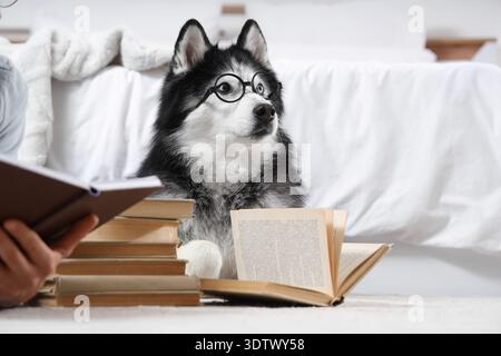 Simpatico cane husky negli occhiali da vista che leggono un libro sul pavimento di casa Foto Stock