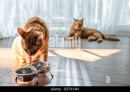 Due gatti allo zenzero si rilassano in una stanza soleggiata. Un gatto ispeziona la sua ciotola mentre l'altro si sdraia comodamente sul pavimento di legno, crogiolandosi nel Foto Stock