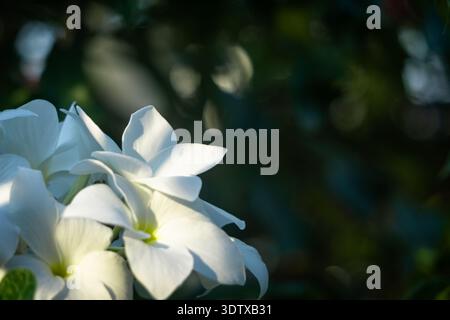 Primo piano di fiori bianchi di frnagipani con bokeh verde e morbido, fotografati a Penang, Malesia Foto Stock