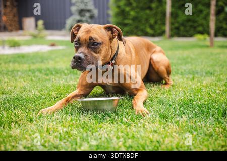 Cane pugile tedesco disteso su un prato verde vicino alla ciotola di metallo dopo aver bevuto acqua nel giardino sul retro, animali domestici riposati all'aperto durante la calda giornata estiva Foto Stock