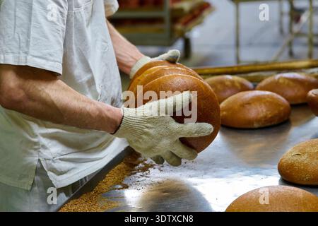 Pane di grano misto appena sfornato, preparato in una panetteria durante le prime ore del mattino Foto Stock
