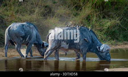 Il bufalo africano forma uno stagno poco profondo ricoperto di pecorina di bue Foto Stock