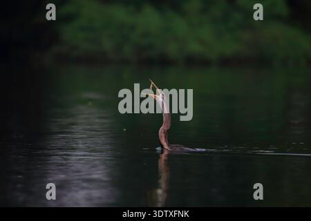 Snake Headed darter (uccello acquatico) con la sua preda (pesce). Foto Stock