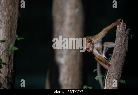 Un giovane toque macaque esplora la foresta di notte, estendendosi senza paura attraverso un tronco di alberi nel cuore selvaggio dello Sri Lanka. Foto Stock