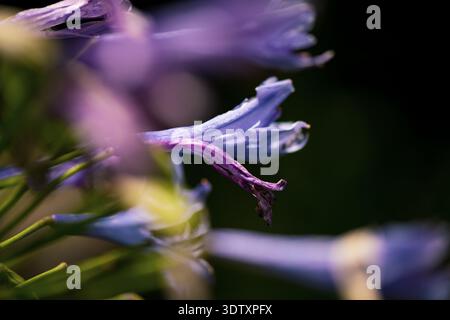 Dettagli macro di Violet Blossom con sfondo verde scuro Foto Stock