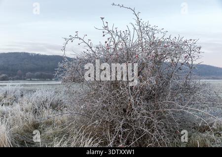 Hoarfrost su un arbusto di una rosa di cane (rosa) con fianchi di rosa, Sassonia, Germania Foto Stock