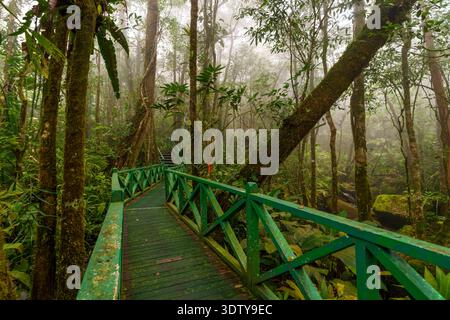 Una passerella di legno dipinta di verde si snoda attraverso la fitta vegetazione della foresta tropicale in condizioni nebbiose. Foto Stock
