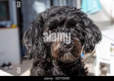 Un cane nero ruvido con pelliccia riccia siede tranquillo, il suo sguardo fisso sulla fotocamera, catturando un affascinante e accattivante momento di un animale domestico in un'uscita rilassata Foto Stock
