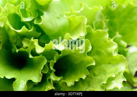 Verdi vivaci di lattuga catturati come foglie di insalata in una vista macro dettagliata. Foglie fresche ricci creano un ambiente alimentare sano e naturale Foto Stock