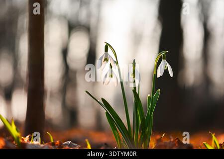 Una goccia di neve bianca che fiorisce nella foresta con una calda luce del tramonto e una morbida sfocatura dello sfondo. Fiore primaverile, atmosfera boschiva, retroilluminazione naturale, delicati petali Foto Stock