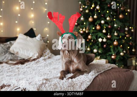 Weimaraner Dog che si finge una renna si siede vicino a un albero di Natale su un letto Foto Stock