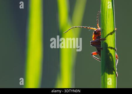 Cantharis fusca comune coleottero rosso da soldato Foto Stock