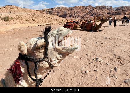 I turisti amano cavalcare i cammelli a Petra in Giordania. La vista include terreno sabbioso e antiche formazioni rocciose sotto un cielo blu. Foto Stock