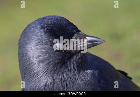 Jackdaw (Corvus monedula) con la sua terza palpebra o Nictitating Menbrane sull'occhio Foto Stock