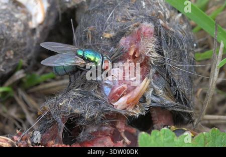 Mosca biberon verde (Lucilia sericata) che si nutre del cadavere di una talpa morta Foto Stock