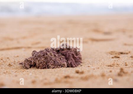 Un primo piano di un gruppo di alghe scure che riposano sulla spiaggia sabbiosa, con il mare Mediterraneo sullo sfondo, catturando una scena costiera naturale. Foto Stock