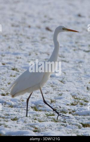Ardea alba, Silberreiher, grande egret Foto Stock