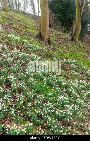 Gocce di neve Galanthus nivalis a Fountains Abbey, monastero cistercense in rovina, Ripon, North Yorkshire, Inghilterra, REGNO UNITO Foto Stock