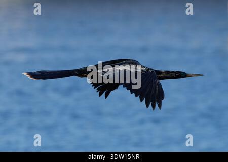Anhinga anhinga leucogaster, Amerikanischer Schlangenhalsvogel, uccello serpente, anhinga Foto Stock