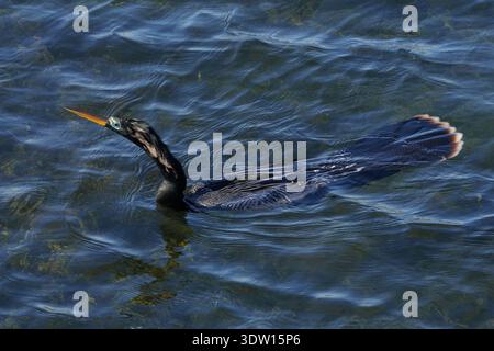 Anhinga anhinga leucogaster, Amerikanischer Schlangenhalsvogel, uccello serpente, anhinga Foto Stock