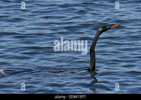Anhinga anhinga leucogaster, Amerikanischer Schlangenhalsvogel, uccello serpente, anhinga Foto Stock