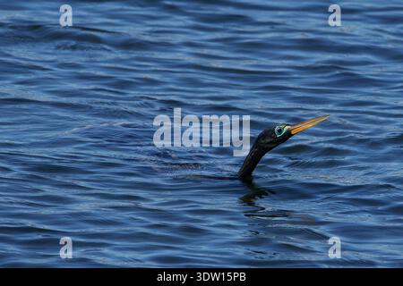 Anhinga anhinga leucogaster, Amerikanischer Schlangenhalsvogel, uccello serpente, anhinga Foto Stock