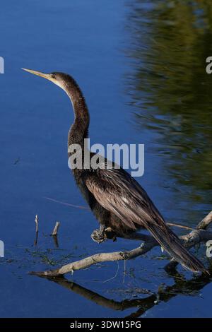 Anhinga anhinga leucogaster, Amerikanischer Schlangenhalsvogel, uccello serpente, anhinga Foto Stock