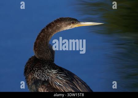 Anhinga anhinga leucogaster, Amerikanischer Schlangenhalsvogel, uccello serpente, anhinga Foto Stock