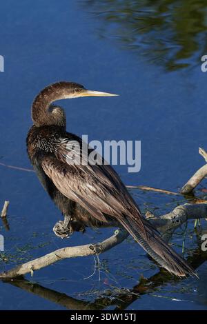 Anhinga anhinga leucogaster, Amerikanischer Schlangenhalsvogel, uccello serpente, anhinga Foto Stock