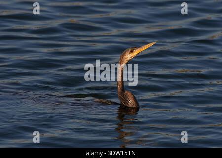 Anhinga anhinga leucogaster, Amerikanischer Schlangenhalsvogel, uccello serpente, anhinga Foto Stock