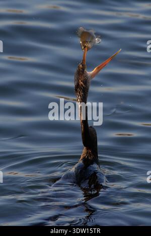 Anhinga anhinga leucogaster, Amerikanischer Schlangenhalsvogel, uccello serpente, anhinga Foto Stock