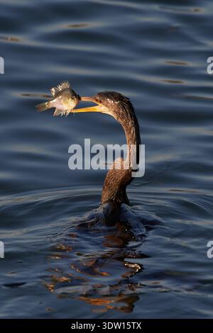 Anhinga anhinga leucogaster, Amerikanischer Schlangenhalsvogel, uccello serpente, anhinga Foto Stock