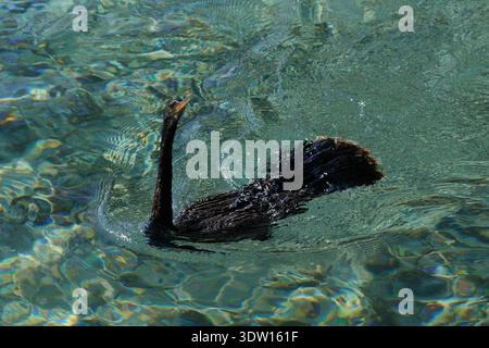 Anhinga anhinga leucogaster, Amerikanischer Schlangenhalsvogel, uccello serpente, anhinga Foto Stock