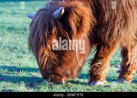 Mucca bruna di Shaggy che pascolano su pascoli verdi alla luce del sole, vista ravvicinata con corna e capelli lunghi, fattoria rurale, bos taurus Foto Stock