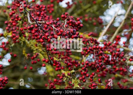 Primo piano di grappoli di bacche rosse brillanti su rami sottili con un soffice sfondo verde bokeh, scenario botanico naturale autunnale o invernale. Foto Stock